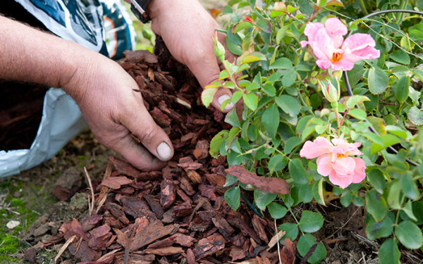 Mulch