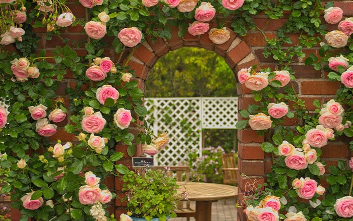 Pink climbing rose