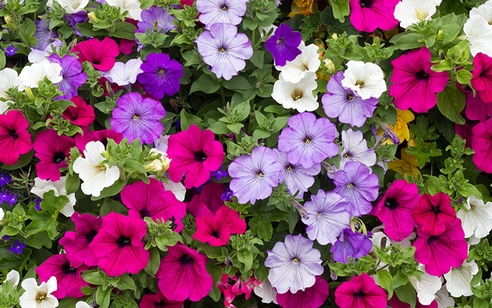 Petunia flower late summer colour