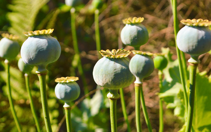 Poppy seedheads