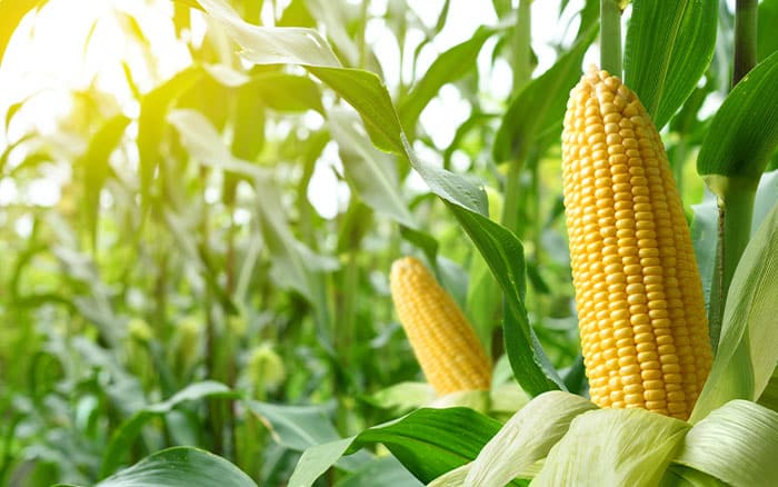 Sweetcorn is a variety of Maize