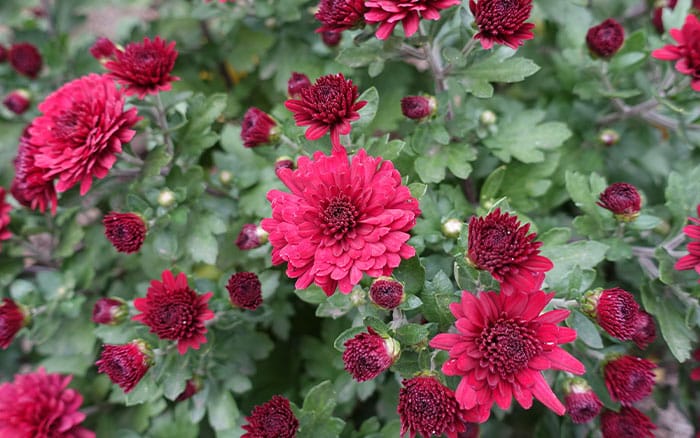 Chrysanthemum ruby mound