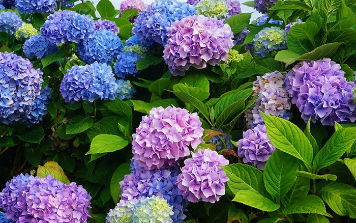 Hydrangeas in blue, purple, and pink