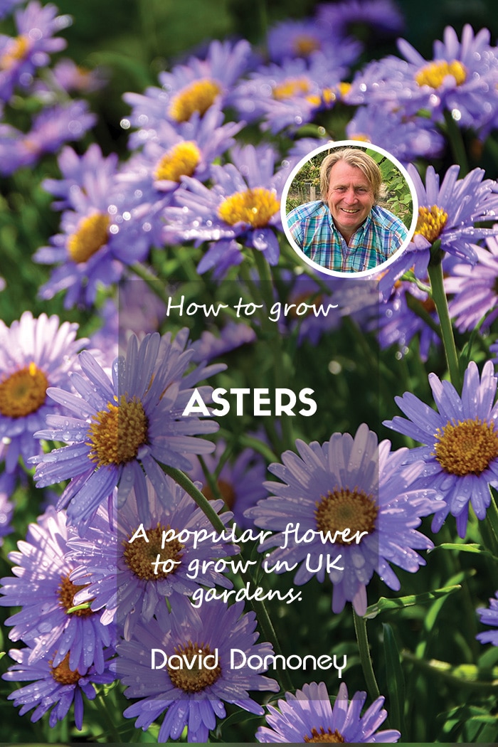 David Domoney - How to grow asters