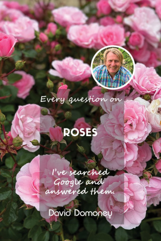 Rose Q&A Blog