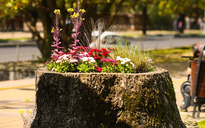 Tree stump being used as a garden planter