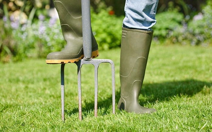 Aerating the lawn with a garden fork