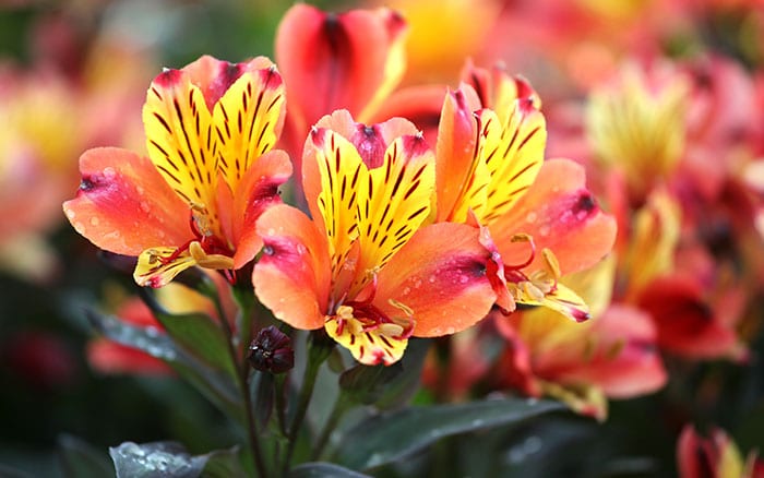 Alstromeria indian summer