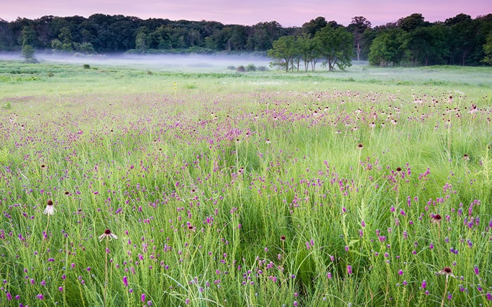 echinacea coneflower in native setting