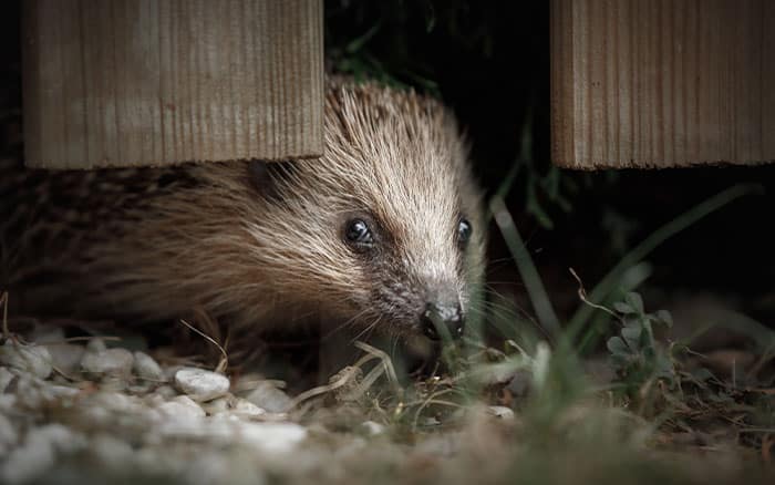 Leave a gap for hedgehogs in your fence to allow space for wildlife to get in and out, so you can nurture it.