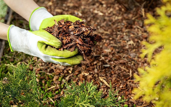 mulching plants