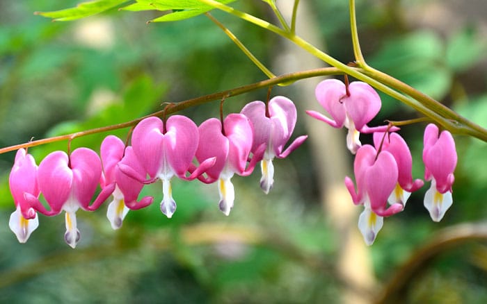 Pink bleeding hearts