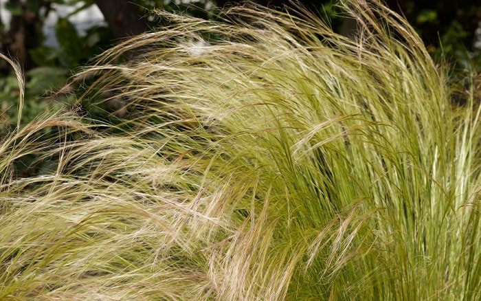 Mexican feathergrass for planting in drifts