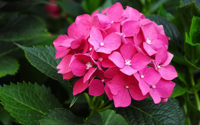 Very pink hydrangea bloom