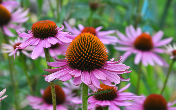 How to grow Echinacea - David Domoney