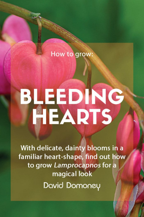 How To Grow Lamprocapnos (Bleeding Hearts) - David Domoney