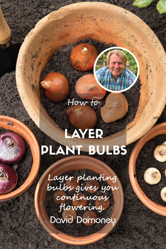 layer-planting bulbs feature