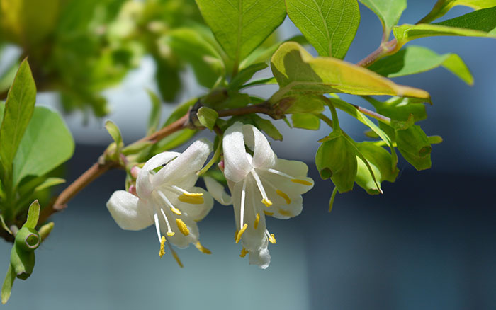 winter-flowering honeysuckle