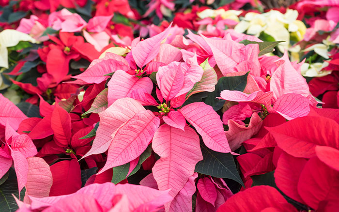 pale-pink-poinsettia