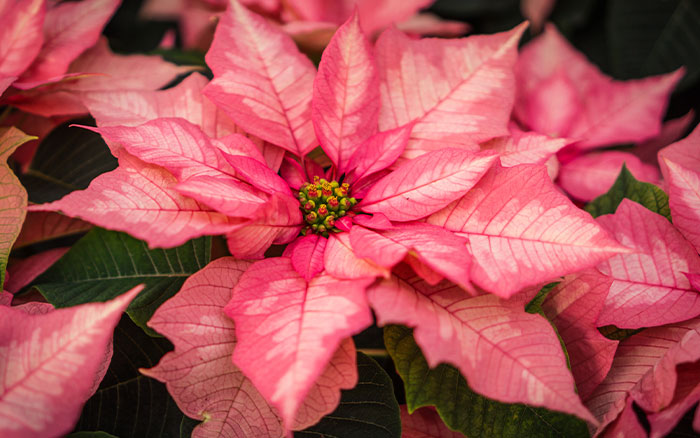 pink poinsettia