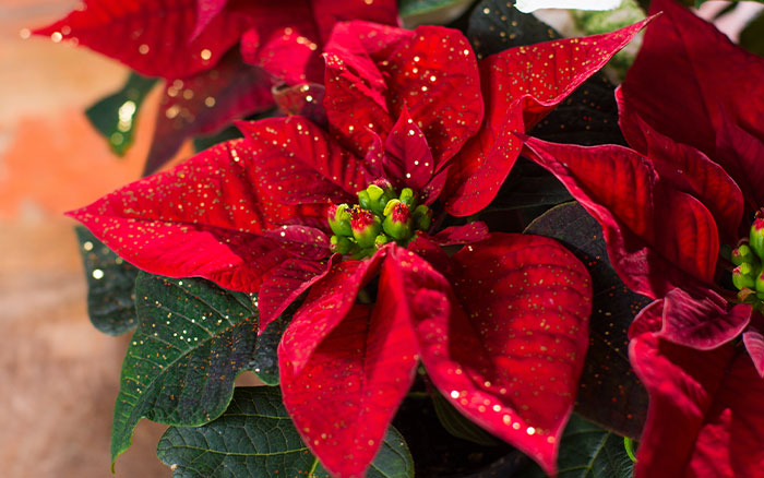 Poinsettia christmas house plant