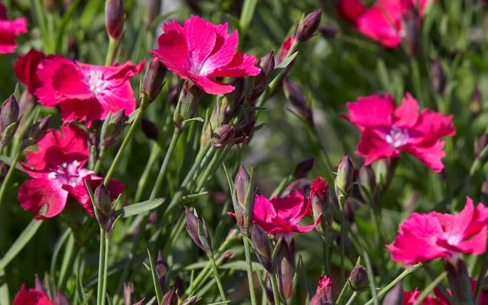 dianthus red dwarf