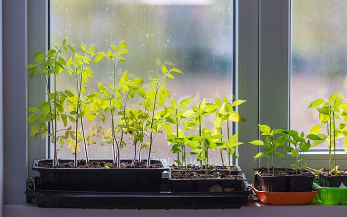 Growing on a windowsill