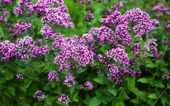 Marjoram