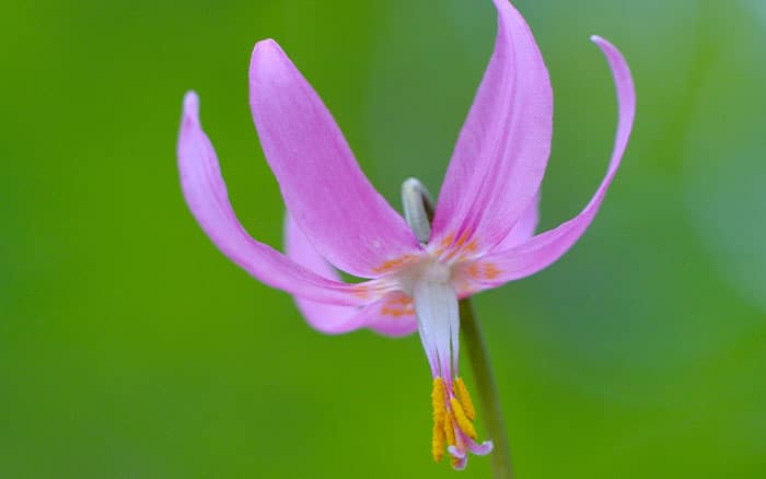 Erythronium revolutum