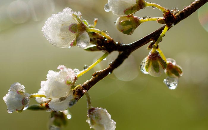 Blossom and frost on tree