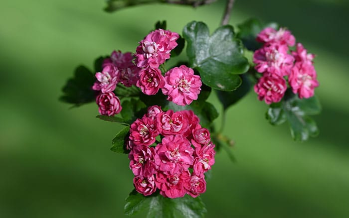 Hawthorn crimson cloud