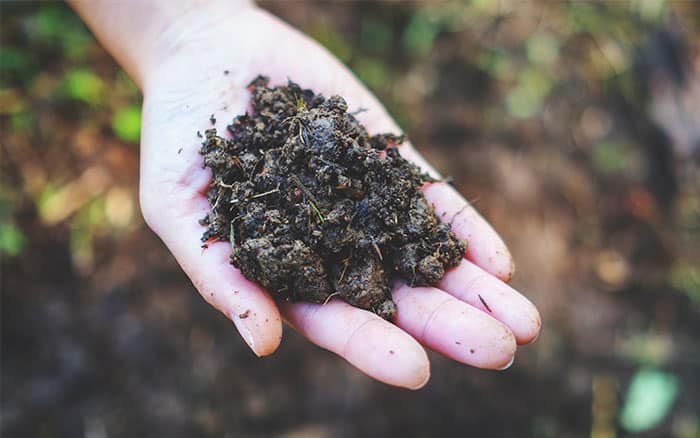 Hand holding soil