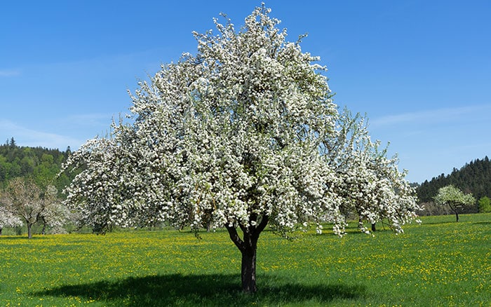 tall blossoming apple tree