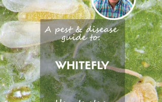 Whitefly pest and disease guide