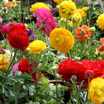 Mix of colourful ranunculus flowers.