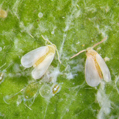 Adult whitefly