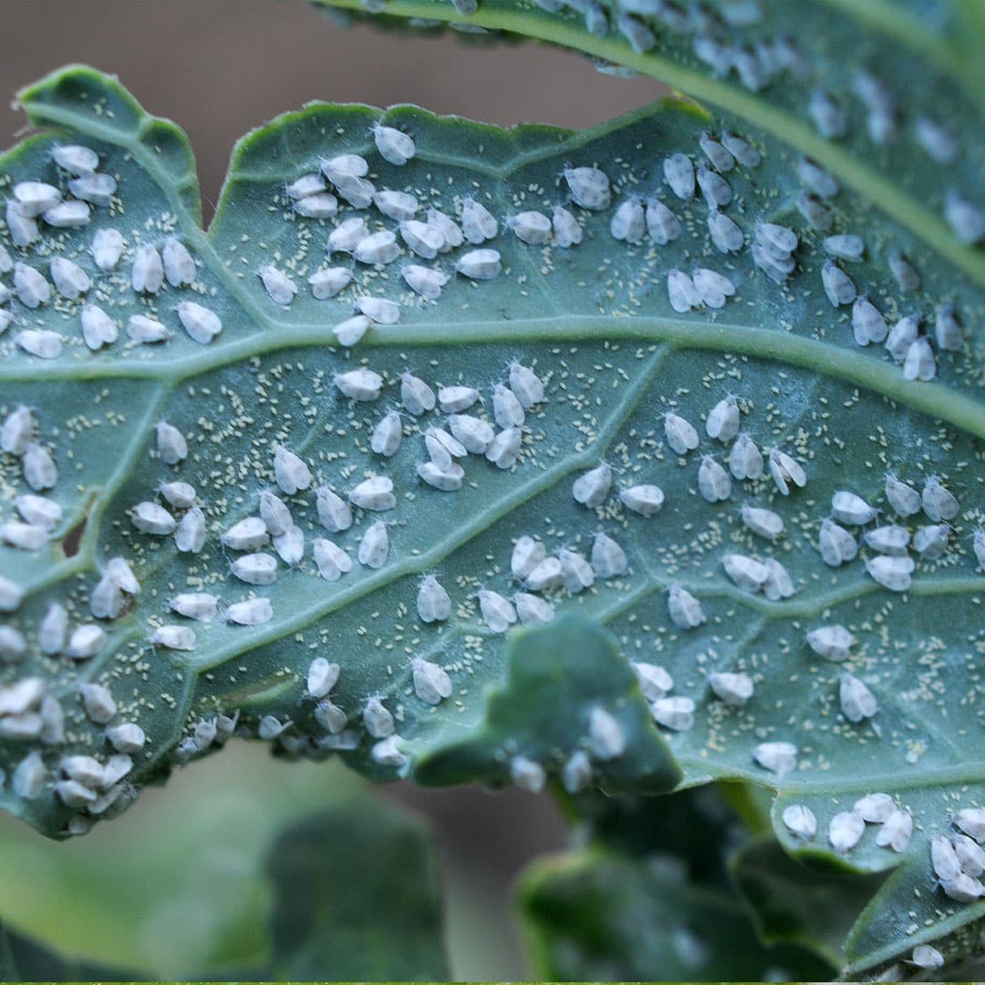 A pest & disease guide to: Whitefly - David Domoney