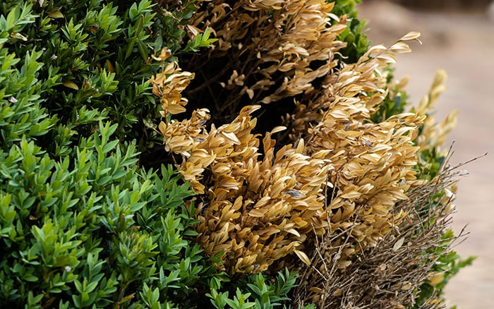 Box blight on hedge