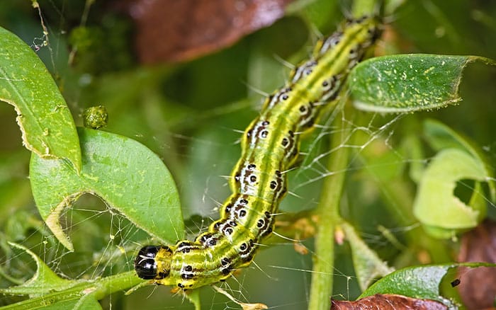 A pest & disease guide to: Box hedge caterpillar - David Domoney