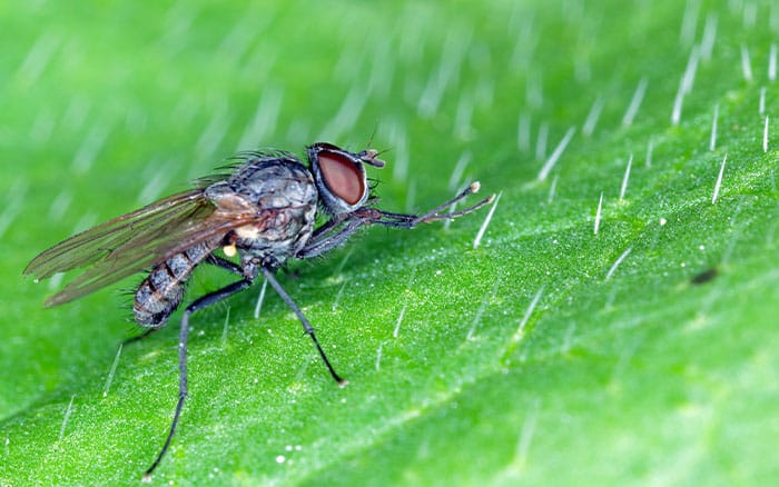 cabbage root fly adult