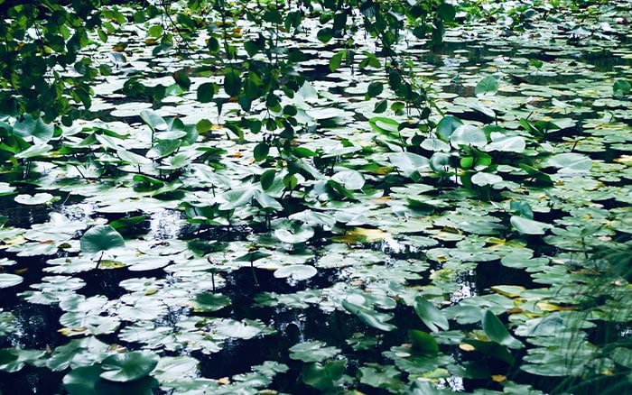 Overgrown pond