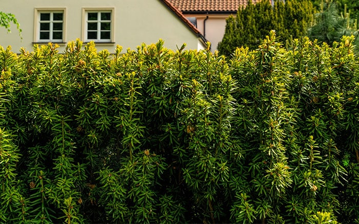 Taxus baccata box alternative yew