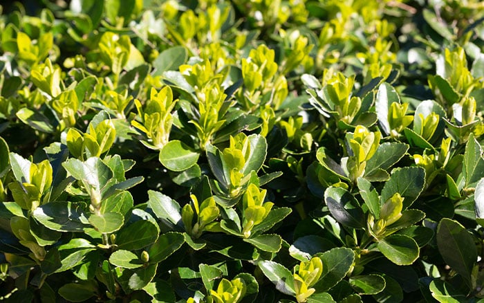 Euonymus japonicus box alternative