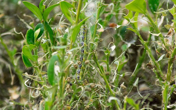 Box hedge with caterpillar and webbing