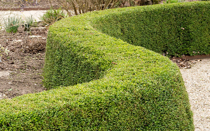 Lonicera nitida box hedge alternative