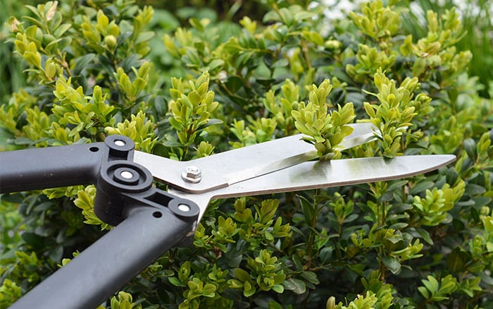 Pruning box hedge