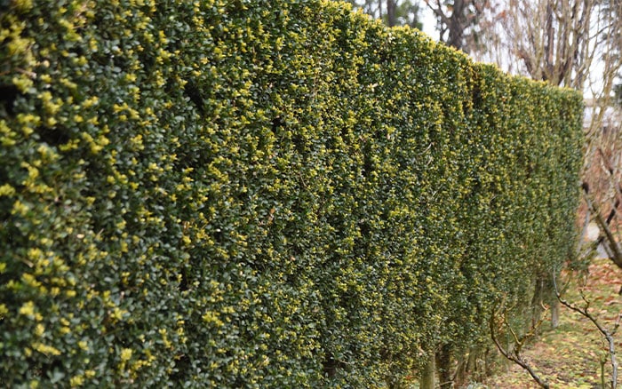 Ilex crenata box hedge alternative