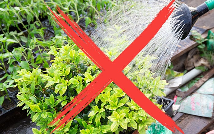 Don't water box hedge from overhead