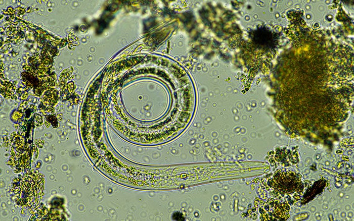 Microscopic nematode