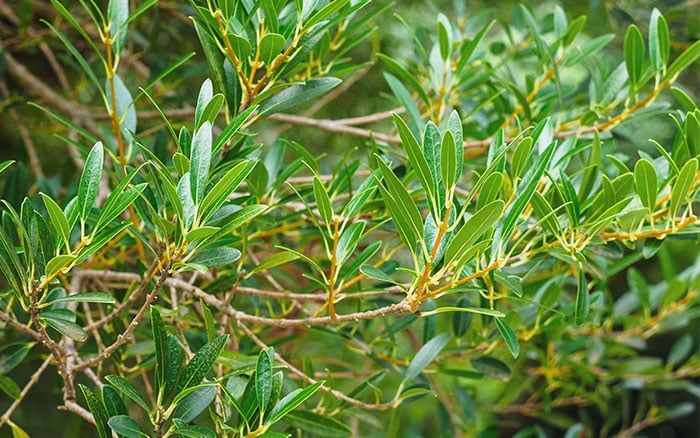 Phillyrea angustifolia box hedge alternative